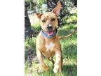 Adopt Lloyd a Tan/Yellow/Fawn Mixed Breed (Large) / Mixed dog in Fernandina