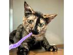 Adopt Sela a Tortoiseshell Domestic Shorthair / Mixed cat in Chattanooga