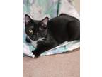 Adopt Crystal a All Black Domestic Shorthair / Domestic Shorthair / Mixed cat in