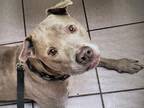 Adopt Harvey a Gray/Silver/Salt & Pepper - with White American Pit Bull Terrier