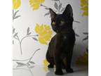 Adopt Martha a All Black Domestic Shorthair / Mixed cat in Yuma, AZ (38702268)
