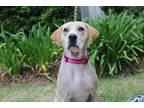 Adopt Chrissy a White Retriever (Unknown Type) / Mixed dog in Brunswick