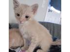 Adopt Ferb a Orange or Red Domestic Shorthair / Mixed cat in San Antonio