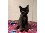 Adopt Lucky a All Black Domestic Shorthair / Domestic Shorthair / Mixed cat in