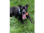 Adopt Harmony a Black - with White Terrier (Unknown Type
