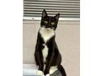 Adopt Amelia a All Black Domestic Shorthair / Domestic Shorthair / Mixed cat in