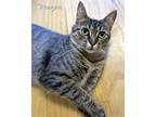 Adopt Reagan a Brown Tabby Domestic Shorthair (short coat) cat in Chicago