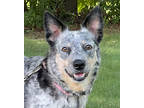 Adopt Harley a Black Australian Cattle Dog / Collie / Mixed dog in Amery