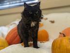 Adopt Momma Leota a All Black Domestic Longhair / Domestic Shorthair / Mixed cat