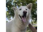 Adopt Apollo a White Siberian Husky / Mixed dog in Fairfax Station