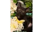 Adopt 6/1 - Blue Raspberry Slush a Domestic Shorthair / Mixed (short coat) cat