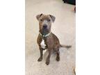 Adopt Carlton (23-134 D) a Brindle Mixed Breed (Medium) dog in Saint Johns