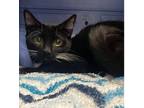 Adopt Bond a Domestic Shorthair (short coat) cat in Calimesa, CA (38704727)