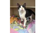 Adopt Dixie a All Black Domestic Shorthair cat in Cheboygan, MI (38700616)