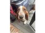 Adopt Brownie a Brown/Chocolate - with White Basset Hound / Mixed dog in