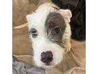 Adopt Zoe a White Terrier (Unknown Type, Small) / Mixed dog in Dallas