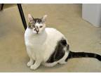 Adopt Nubbins a White (Mostly) Domestic Shorthair (short coat) cat in