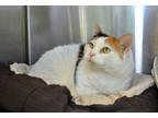 Adopt Tinkerbell a Calico or Dilute Calico Domestic Shorthair (short coat) cat