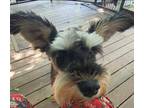 Adopt Pixel a Black - with Gray or Silver Schnauzer (Miniature) / Mixed dog in