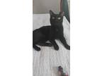 Adopt Finnigan aka Finn OS a All Black Domestic Shorthair / Domestic Shorthair /