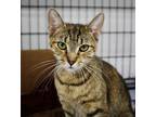 Adopt Heather a Brown Tabby Domestic Shorthair (short coat) cat in