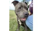 Adopt Hampton a Gray/Blue/Silver/Salt & Pepper American Staffordshire Terrier /