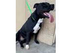Adopt Duckie a Black American Pit Bull Terrier dog in Alvin, TX (38706566)