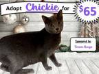Adopt Chickie a Gray or Blue Domestic Shorthair (short coat) cat in Alvin