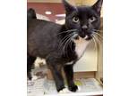 Adopt Rooster a All Black Domestic Shorthair cat in Alvin, TX (38706564)