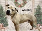 Adopt Whiskey a Gray/Blue/Silver/Salt & Pepper American Pit Bull Terrier dog in