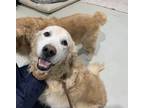 Adopt Dayton a White - with Tan, Yellow or Fawn Golden Retriever / Mixed dog in