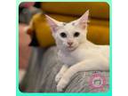 Adopt Yeti a White Domestic Shorthair (short coat) cat in SANTA ANA