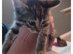 Adopt Betty a Brown Tabby Domestic Shorthair (short coat) cat in Overland Park