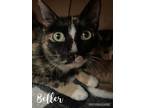 Adopt Beller a Tortoiseshell Domestic Shorthair (short coat) cat in Overland