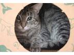 Adopt Lil Bit a Brown Tabby Domestic Shorthair (short coat) cat in House