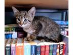 Adopt Wilbur a Brown Tabby Domestic Shorthair (short coat) cat in Overland Park