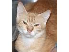 Adopt Shelby a Orange or Red (Mostly) Domestic Shorthair (short coat) cat in