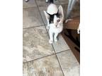 Adopt Goose a Black & White or Tuxedo Domestic Shorthair (short coat) cat in