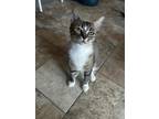 Adopt Berry a Brown Tabby Domestic Shorthair (short coat) cat in Overland Park