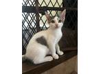 Adopt Dewey a White (Mostly) Domestic Shorthair (short coat) cat in Overland