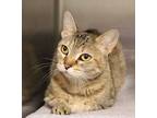 Adopt Otter Pop a Brown Tabby Domestic Shorthair (short coat) cat in House