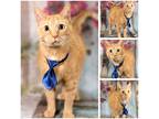 Adopt Nugget a Orange or Red Tabby Domestic Shorthair (short coat) cat in