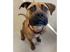 Adopt Rocco a Brown/Chocolate Cane Corso / Mixed dog in Norfolk, VA (37438052)