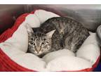 Adopt Lia a Brown Tabby Domestic Shorthair (short coat) cat in House Springs
