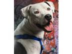 Adopt Hudson a White American Pit Bull Terrier / Mixed dog in Clinton