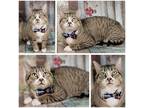 Adopt Whiskey a Gray, Blue or Silver Tabby Domestic Shorthair (short coat) cat