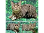 Adopt Kylo Ren a Gray, Blue or Silver Tabby Domestic Shorthair (short coat) cat