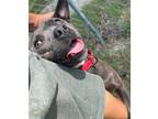 Adopt Pippy a Gray/Silver/Salt & Pepper - with White American Pit Bull Terrier /
