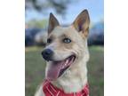 Adopt Dingo a Tan/Yellow/Fawn Husky / Mixed dog in Huntsville, TX (37832504)