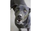 Adopt Joey a Black Labrador Retriever / Mixed Breed (Medium) / Mixed (short